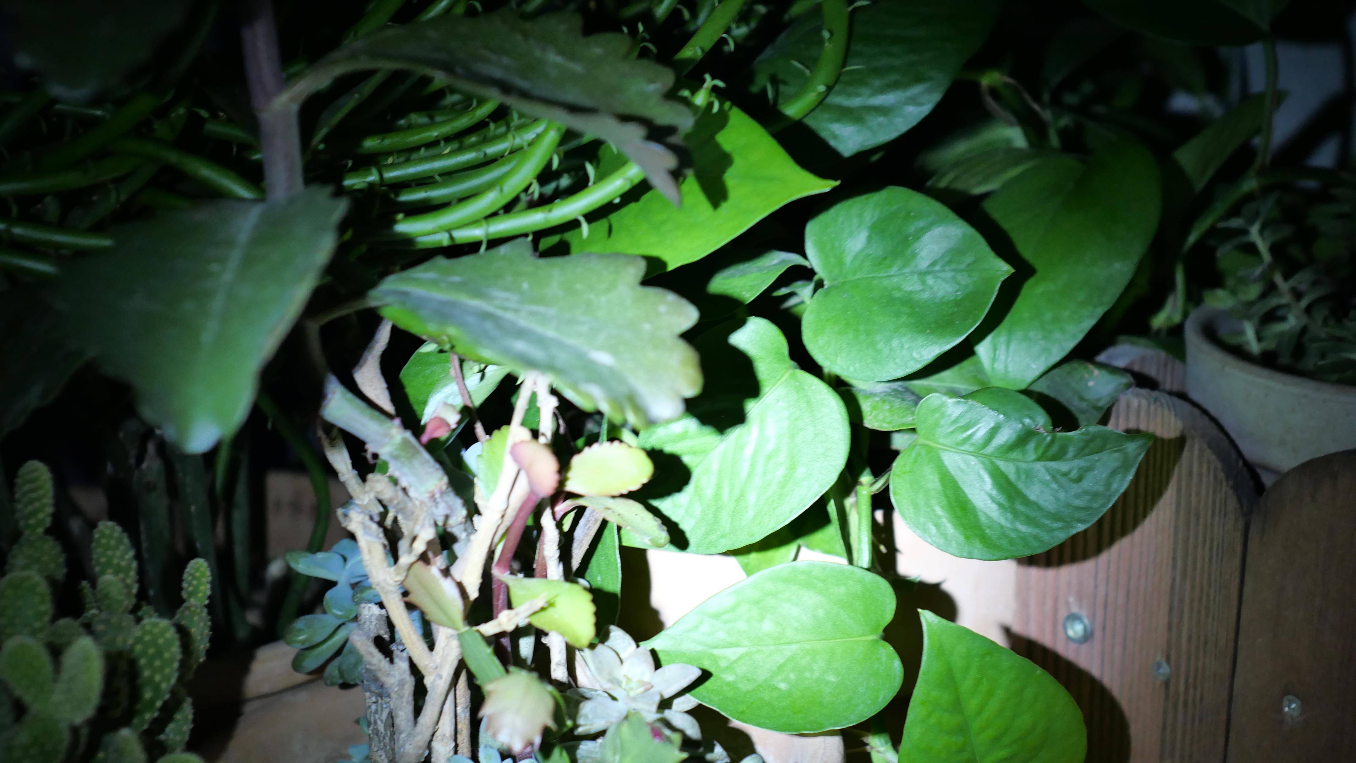 超赞凯瑞兹露营灯露营灯-CL2开元棋牌不允许有人不知道这款(图13)